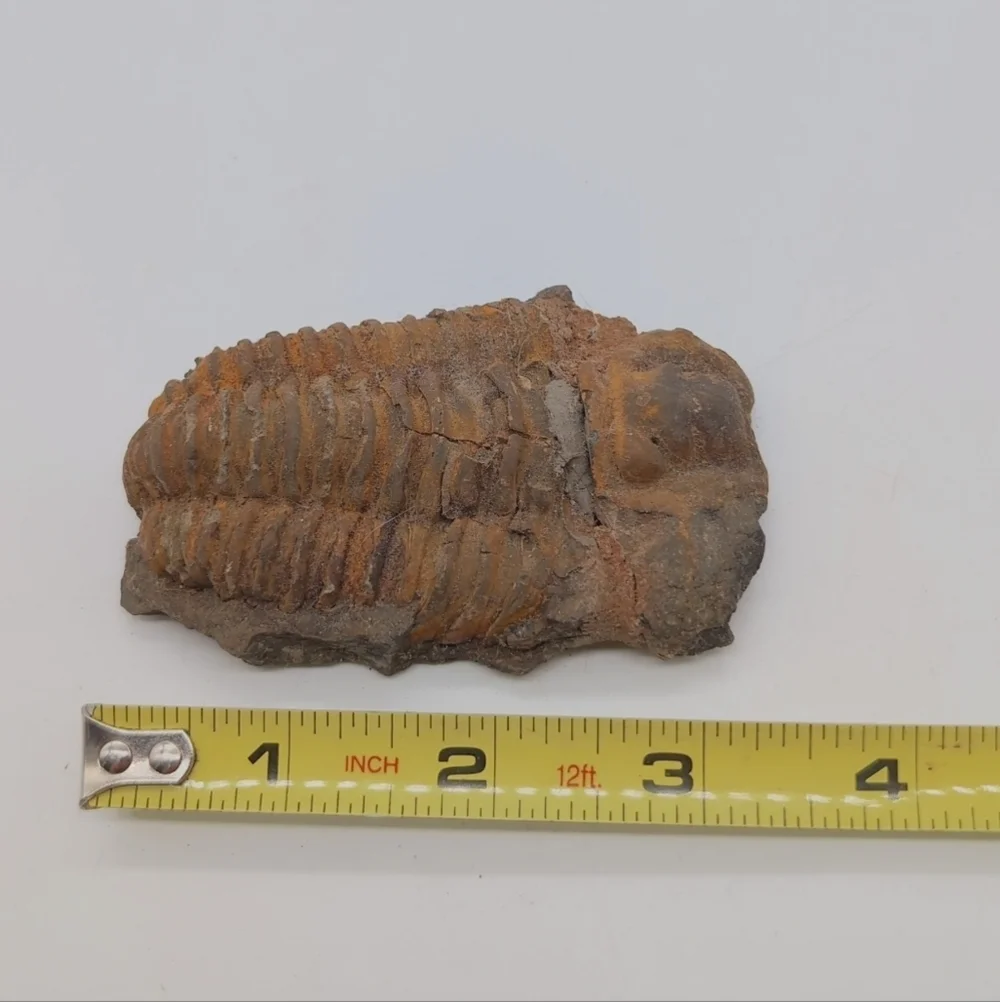 Real Trilobite Fossil 300 Million Years Old Oklahoma Devonian - Picture 6 of 7